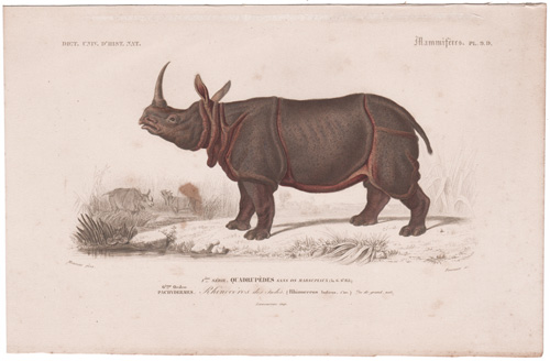 Rhinocerus